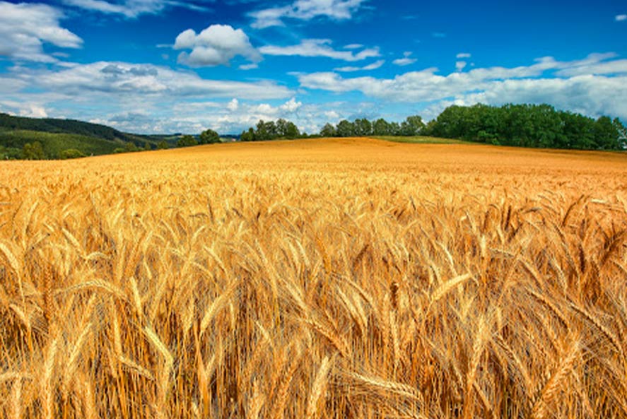 Agricoltura sostenibile: Il futuro del nostro paese
